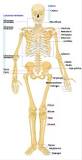 ¿Qué es el sistema óseo sus partes y sus funciones?