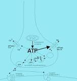 ¿Cuáles son las 10 funciones del ATP?