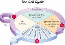 porque es importante el ciclo celular en los seres vivos