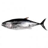 ¿Qué tipo de animal es el atún vertebrado o invertebrado?