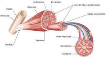 el sistema muscular sus partes