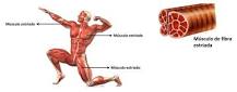 ¿Qué es el sistema muscular resumen corto?