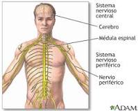 ¿Cuál es el sistema nervioso central?