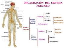 el sistema nervioso dibujo