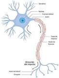 ¿Cuáles son las partes más importantes del sistema nervioso central?