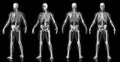 ¿Qué es el sistema óseo respuesta?