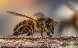 ¿Qué clase de animal invertebrado es la abeja?