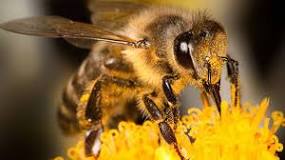 ¿Qué es la abeja vertebrado o invertebrado?