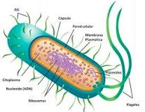 ¿Qué es la célula eucariota para niños?