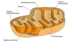 ¿Qué es la doble membrana?