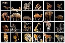 ¿Qué es la fauna y sus ejemplos?