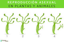 Reproducción asexual de Pichia stipis - 3 - febrero 23, 2023
