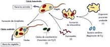 teoría endosimbiótica resumen