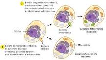 ¿Qué es la teoría endosimbiótica resumen?
