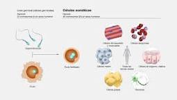 ¿Qué son las células somáticas 5 ejemplos?