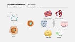 ¿Qué son las células somáticas Y germinales?