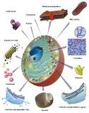 los seres vivos estan formados por moleculas organicas celulas tejidos organos aparatos y sistemas