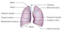 ¿Cómo se llama el vértice del pulmón?