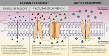 ¿Qué es el transporte celular y sus tipos?