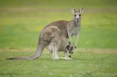 ¿Qué es un marsupio y para q sirve?