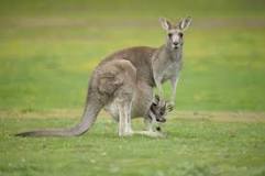 ¿Cómo se llama la bolsa de los marsupiales?