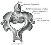 ¿Qué es una apófisis vertebral?