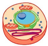 ¿Cuáles son las semejanzas y diferencias entre las células?
