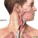 Epiglotis: Función Vital