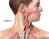 Epiglotis: Función Vital - 3 - febrero 23, 2023
