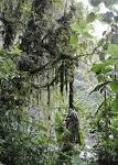 La Selva y sus Factores Abióticos
