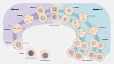 meiosis mapa mental