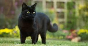 gato negro se cruza delante del coche