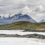 Vida Ártica: Explorando la Flora y Fauna del Clima Polar