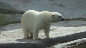 animales del clima polar