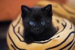 ¿Qué hacer si se me cruzo un gato negro?