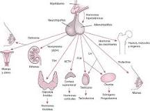 ¿Qué función tiene la adenohipófisis y la neurohipófisis?