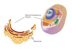 ¿Cómo está formado el retículo endoplasmático?