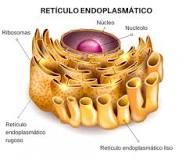 dibujo reticulo endoplasmatico