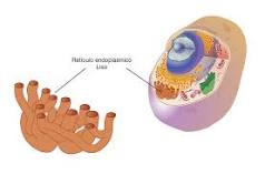 ¿Cómo está formado el retículo endoplasmático?