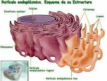 ¿Cómo se descubrio el retículo endoplasmático?