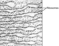 funcion del reticulo endoplasmatico liso en la celula vegetal