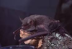 ¿Qué clase de vertebrado es el murciélago?