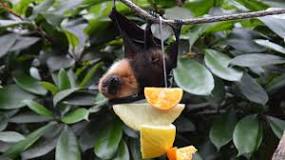 ¿Qué es un murciélago y sus características?