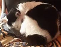¿Por qué los gatos se tapan la cara al dormir?