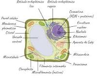 mitocondrias en celulas vegetales