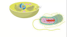 las bacterias tienen mitocondrias