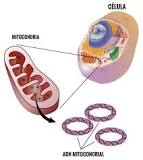 quién reseñó qué son las mitocondrias
