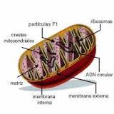 ¿Por qué las células procariotas no tienen mitocondrias?