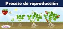¿Cómo se Reprodusen las plantas?
