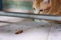 ¿Gatos vs. Cucarachas? - 3 - febrero 11, 2023